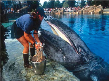 A colour photograph of J.J., a gray whale held in captivity at San Diego's Sea World