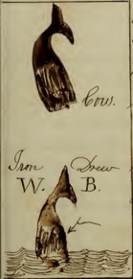 A whaling logbook, depicting two illustrated whales.