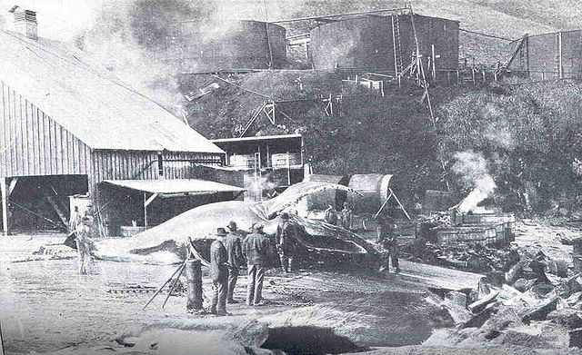 A black and white photograph of a whaling shore station, with several men posed in front of a partially flensed whale carcass.