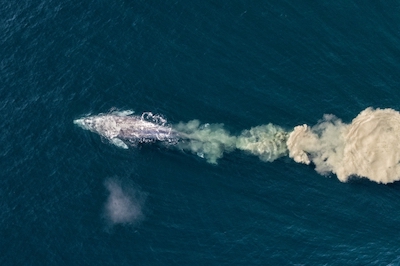 An image of a gray whale feeding, with a mud plume extending behind its tail.