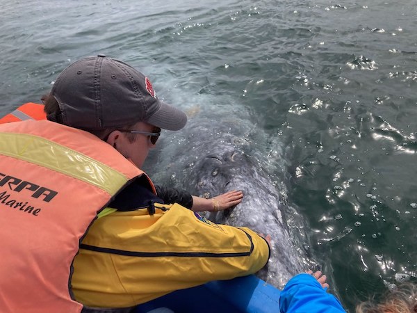 Project investigator Jason Colby reaching out to touch a friendly whale in Baja California