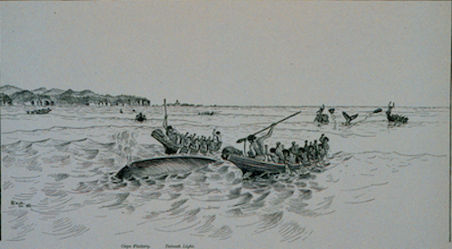 Illustration of Makah whalers hunting a gray whale
