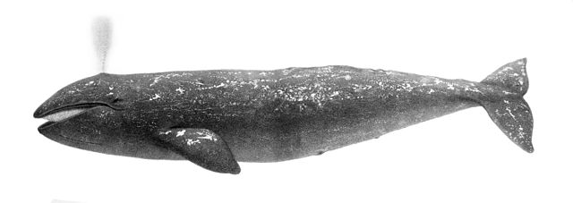 A hand-drawn sketch of a gray whale, rendered in black and white.